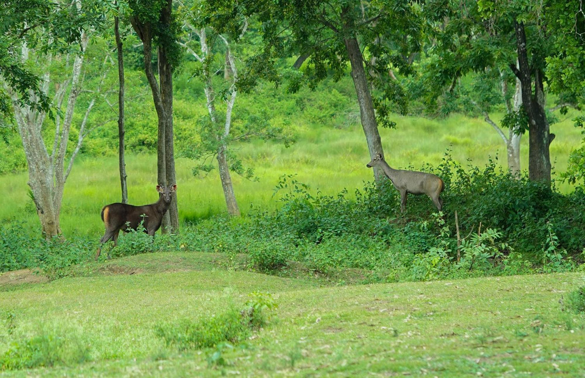 Kuruva Island Resort And Spa - By Kabini Breeze, Wayanad Mananthavadi Kültér fotó